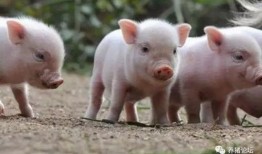 抖音网红宠物猪吃瓜视频